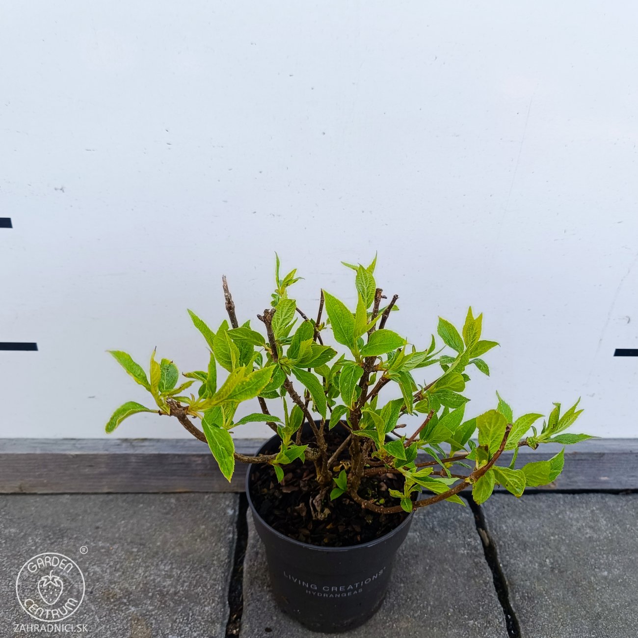 Obrázok Hortenzia metlinatá (Hydrangea paniculata) ‘LIVING RASPBERRY PINK’® by LIVING CREATIONS® - výška 20-30 cm, kont. C1,5L